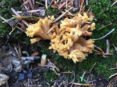 Ramaria flava