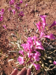 Penstemon parryi