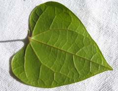 Aristolochia tamnifolia