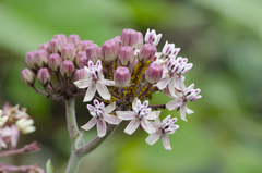 Asclepias otarioides
