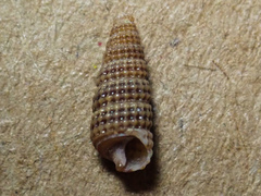 Cerithiidae