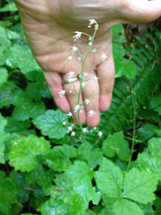 Tiarella trifoliata trifoliata