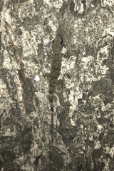 Hemidactylus mabouia