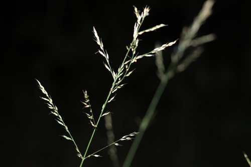 Image of Arundinella nepalensis by (c) Greg Tasney, some rights reserved (CC BY-SA)