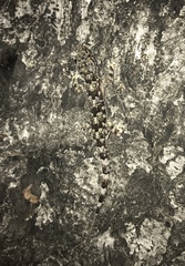 Hemidactylus mabouia