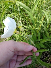 Oenothera albicaulis