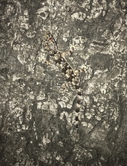 Hemidactylus mabouia