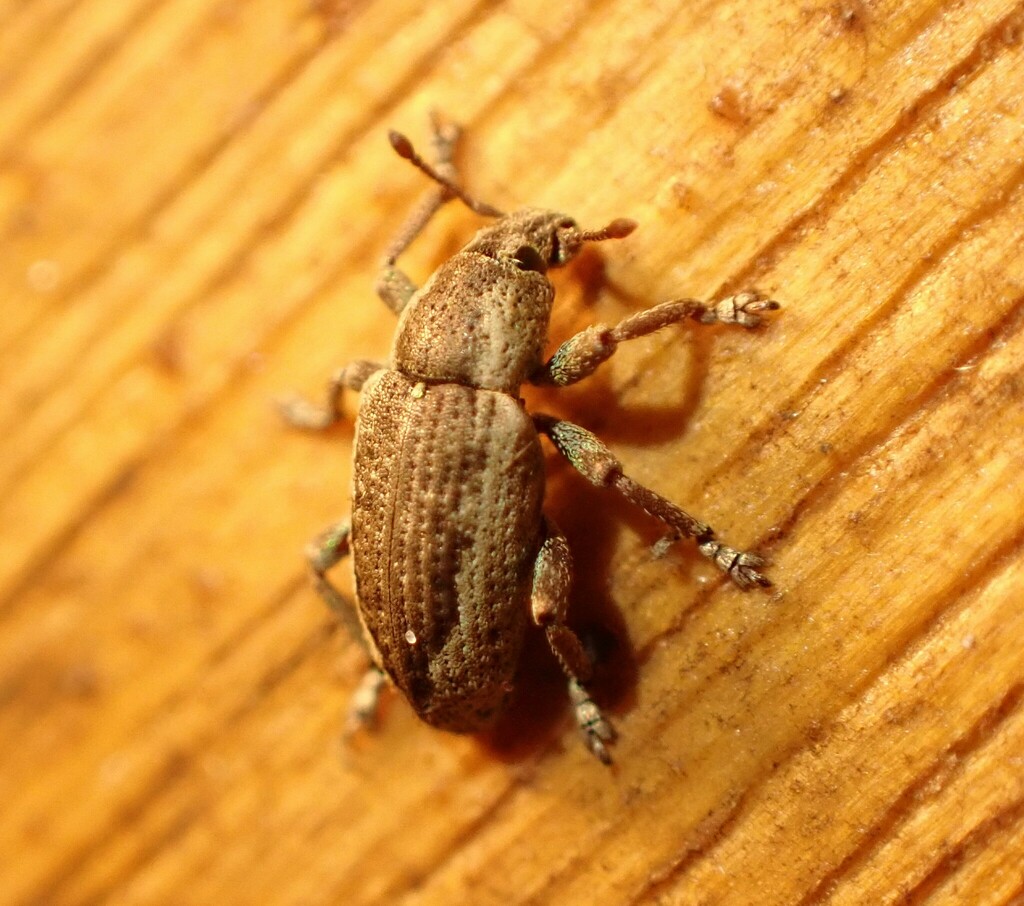 Promecops limbatus