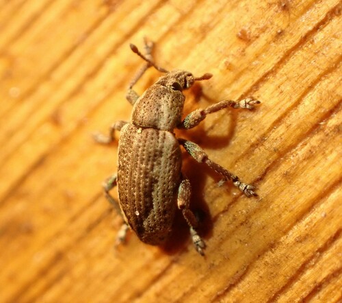 Promecops limbatus
