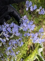 Veronica multifida