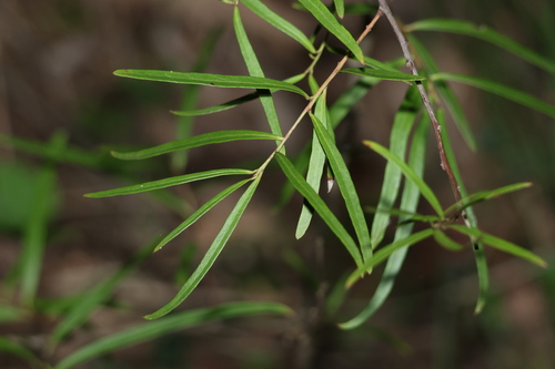 Image of Denhamia silvestris by (c) Greg Tasney, some rights reserved (CC BY-SA)
