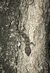 Hemidactylus mabouia