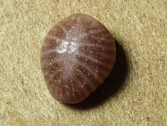 Pseudopusula californiana