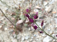 Streptanthus glandulosus glandulosus