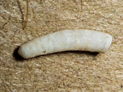 Caecum