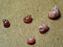 Eulithidium pulloides