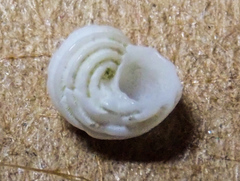 Parviturbo acuticostatus