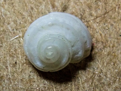 Parviturbo acuticostatus