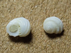 Parviturbo acuticostatus