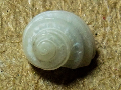 Parviturbo acuticostatus