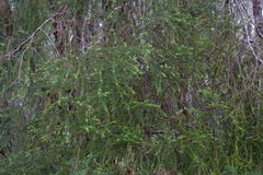 Lepidothamnus intermedius