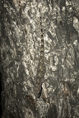 Hemidactylus mabouia