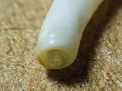 Caecum orcutti