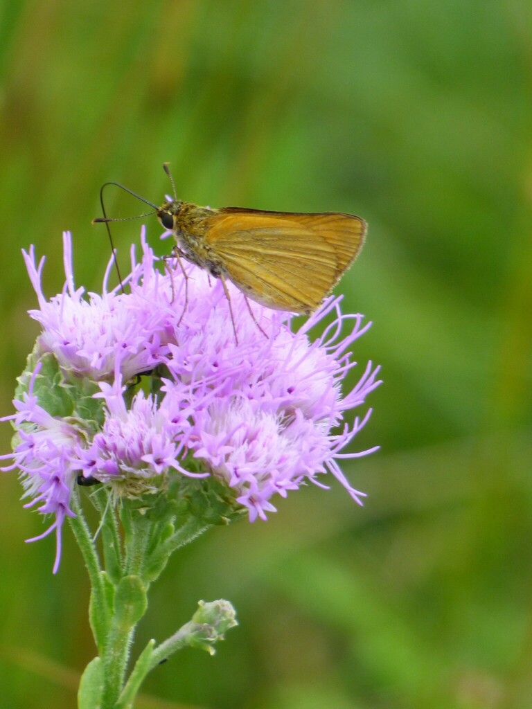 delaware-skipper-from-kissimmee-prairie-preserve-state-park-33104-nw
