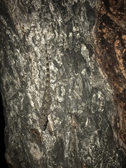 Hemidactylus mabouia