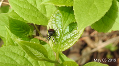 Apoderinae
