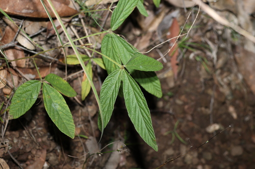 Image of Flemingia parviflora by (c) Greg Tasney, some rights reserved (CC BY-SA)