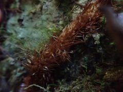 Microsorum novae-zealandiae