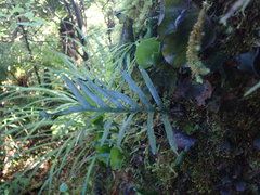 Microsorum novae-zealandiae
