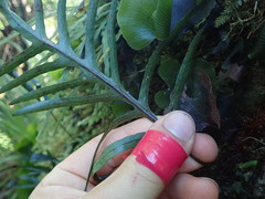 Microsorum novae-zealandiae