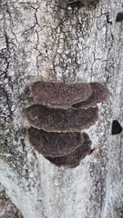 Media resource of Cerrena hydnoides