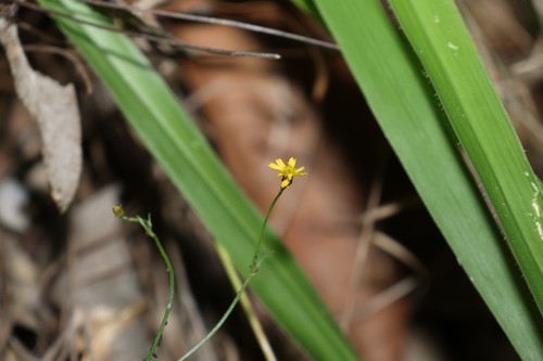 Image of Glossocardia bidens by (c) Greg Tasney, some rights reserved (CC BY-SA)
