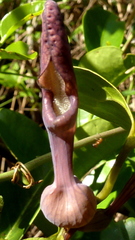 Aristolochia tamnifolia