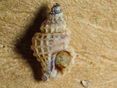 Ocinebrina