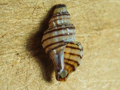 Ocinebrina