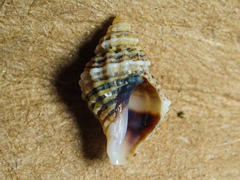 Ocinebrina