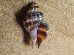 Ocinebrina