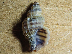 Ocinebrina
