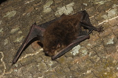 Myotis findleyi