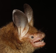 Bauerus dubiaquercus