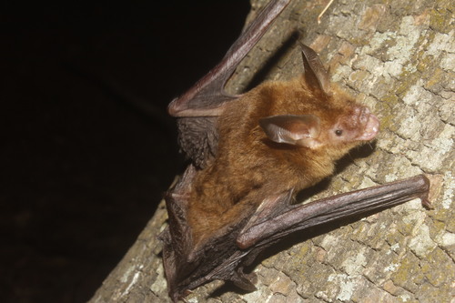 Van Gelder's bat