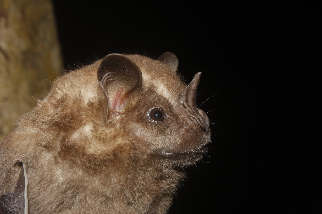 Great Fruit-eating Bat