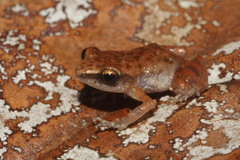 Eleutherodactylus pallidus