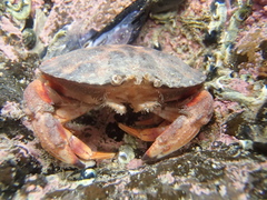 Metacarcinus novaezelandiae