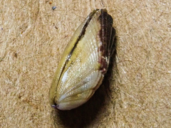 Brachidontes adamsianus