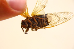 Magicicada septendecim